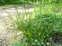 Carex sylvatica 10, Boszegge, Saxifraga-Rutger Barendse