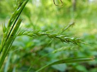 Carex sylvatica 11, Boszegge, Saxifraga-Rutger Barendse