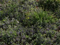 Carex sylvatica 14, Boszegge, Saxifraga-Hans Boll