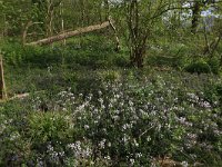 Carex sylvatica 15, Boszegge, Saxifraga-Hans Boll