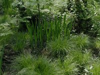 Carex sylvatica 27, Boszegge, Saxifraga-Hans Boll