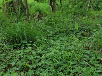 Carex sylvatica 30, Boszegge, Saxifraga-Hans Boll