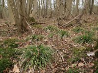 Carex sylvatica 32, Boszegge, Saxifraga-Hans Boll