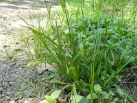 Carex sylvatica 8, Boszegge, Saxifraga-Rutger Barendse