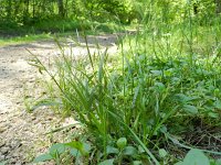 Carex sylvatica 9, Boszegge, Saxifraga-Rutger Barendse