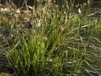 Carex umbrosa 2, Schaduwzegge, Saxifraga-Willem van Kruijsbergen