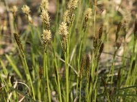 Carex umbrosa 4, Schaduwzegge, Saxifraga-Willem van Kruijsbergen