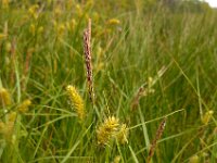 Carex vesicaria 14, Blaaszegge, Saxifraga-Ed Stikvoort