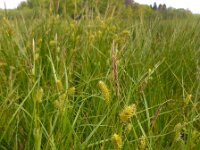 Carex vesicaria 15, Blaaszegge, Saxifraga-Ed Stikvoort