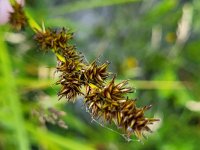 Carex vulpina 6, Voszegge, Saxifraga-Ben Delbaere