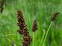 Carex vulpina 7, Voszegge, Saxifraga-Ben Delbaere