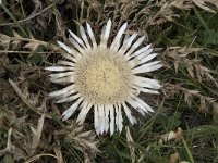 Carlina acaulis 13, Saxifraga-Willem van Kruijsbergen