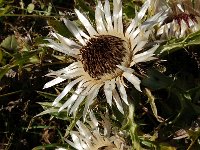 Carlina acaulis 10, Saxifraga-Harry Jans