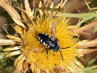 Carlina corymbosa