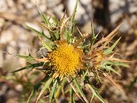 Carlina corymbosa ssp graeca 2, Saxifraga-Sonja Bouwman  Z9. Greek carline thistle - Carlina corymbosa ssp. graeca - Asteraceae familie