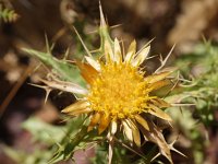 Carlina hispanica