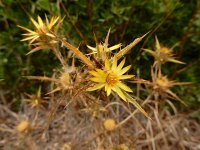 Carlina racemosa 4, Saxifraga-Ed Stikvoort