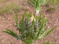 Carlina vulgaris 39, Driedistel, Saxifraga-Hans Grotenhuis