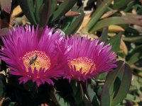 Carpobrotus edulis 23, Saxifraga-Jan van der Straaten