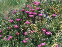 Carpobrotus edulis 24, Saxifraga-Jan van der Straaten