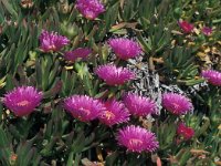 Carpobrotus edulis 25, Saxifraga-Jan van der Straaten