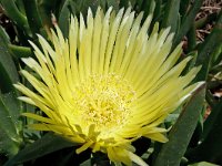 Carpobrotus edulis 27, Saxifraga-Tom Heijnen