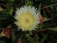 Carpobrotus edulis 1, Saxifraga-Jan van der Straaten