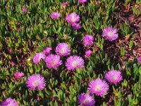 Carpobrotus edulis 14, Saxifraga-Ed Stikvoort