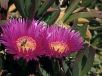 Carpobrotus edulis 23, Saxifraga-Jan van der Straaten