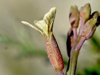 Carrichtera annua 4, Saxifraga-Sonja Bouwman  Ward's weed - Carrichtera annua - Brassicaceae familie