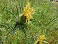 Carthamus lanatus 10, Wollige saffloer, Saxifraga-Ed Stikvoort