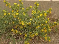 Carthamus lanatus 6, Wollige saffloer, Saxifraga-Harry Jans