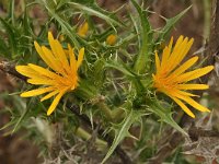 Carthamus lanatus 7, Wollige saffloer, Saxifraga-Harry Jans