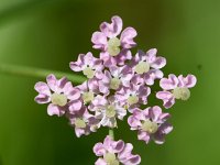 Carum carvi 15, Karwij, Saxifraga-Sonja Bouwman  Karwij - Carum carvi - Apiaceae familie