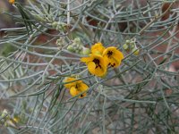 Cassia artemisioides