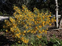 Cassia artemisioides 2, Saxifraga-Ed Stikvoort