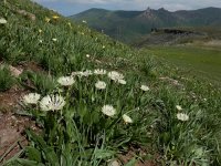 Centaurea cheiranthifolius