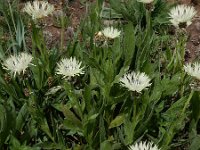 Centaurea cheiranthifolia 2, Saxifraga-Ed Stikvoort