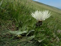 Centaurea cheiranthifolia 3, Saxifraga-Ed Stikvoort