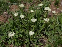 Centaurea cheiranthifolia 4, Saxifraga-Ed Stikvoort