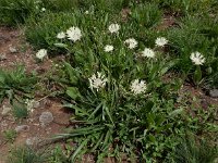 Centaurea cheiranthifolia 5, Saxifraga-Ed Stikvoort