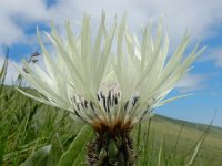 Centaurea cheiranthifolia 6, Saxifraga-Ed Stikvoort