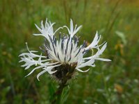 Centaurea cheiranthifolia 8, Saxifraga-Ed Stikvoort