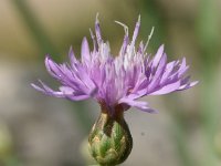 Centaurea glaberrima 2, Saxifraga-Sonja Bouwman  Centaurea glaberrima - Asteraceae familie