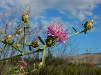 Centaurea iberica