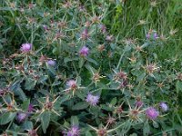 Centaurea iberica 4, Saxifraga-Ed Stikvoort