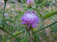 Centaurea iberica 5, Saxifraga-Ed Stikvoort