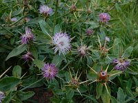 Centaurea iberica 6, Saxifraga-Ed Stikvoort