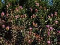 Centaurea iberica 7, Saxifraga-Ed Stikvoort