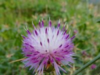 Centaurea iberica 8, Saxifraga-Ed Stikvoort